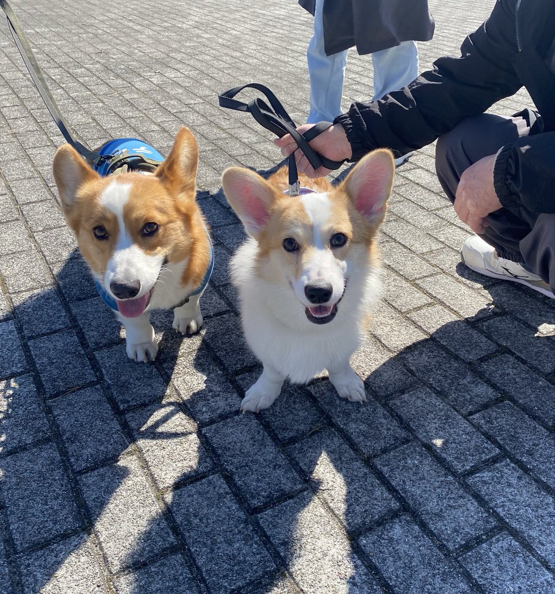 シロップ兄やんと二代目テト君 tweet media