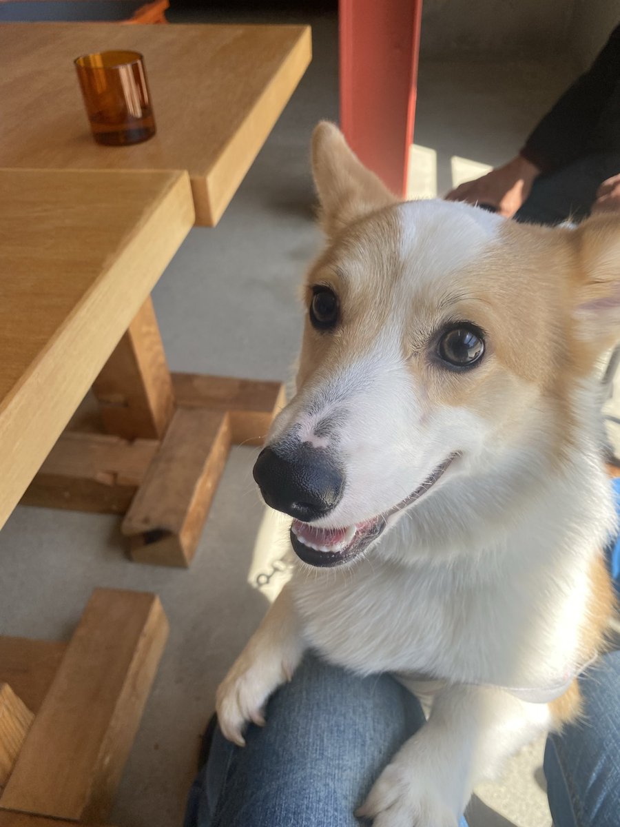 シロップ兄やんと二代目テト君 tweet media