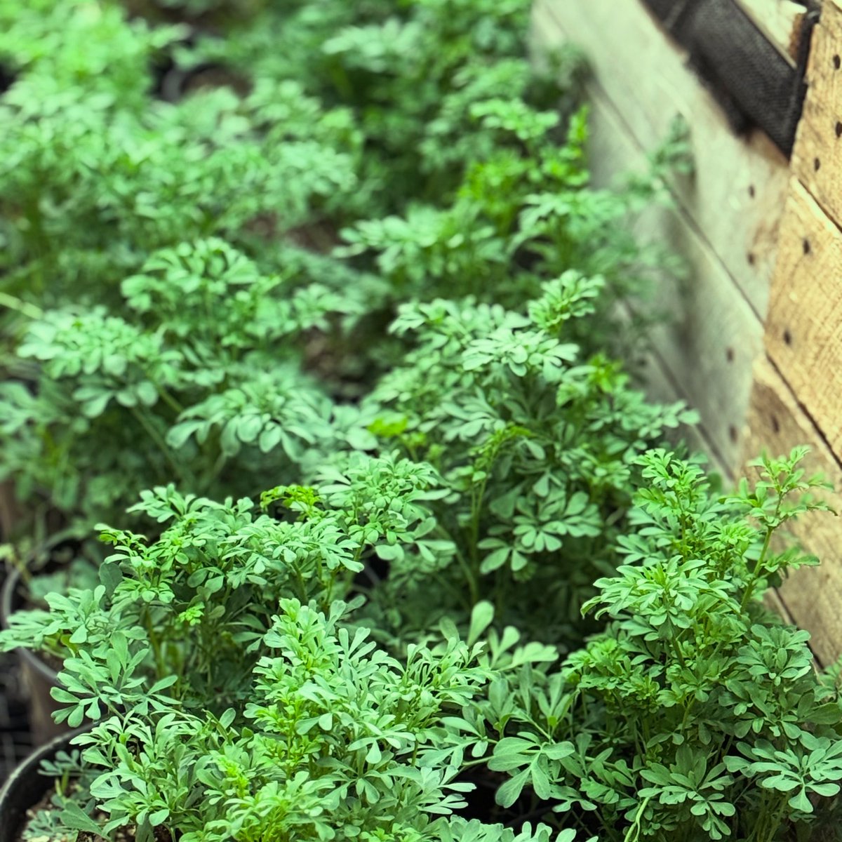 SuperFoodFresh's tweet image. In many Latin American and Mediterranean cultures, ruda is believed to offer protection against the “evil eye” (mal ojo) and cleanse negative energy. #ruda #maldeojo #superfoodfresh