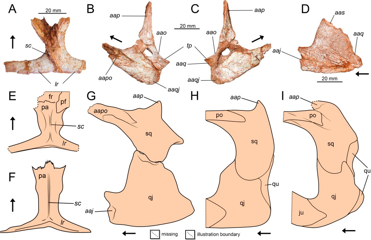 🚨NEW STUDY DROP🚨

New rhynchosaur is named Isodapedon! This pig-lizard is from the beginning of the Late Triassic of southern Brazil. It differs from ones it lived near/time by the shape of its jaw, but was similar to ones found in scotland &amp; Argentina.

🎨: Caio Fantini