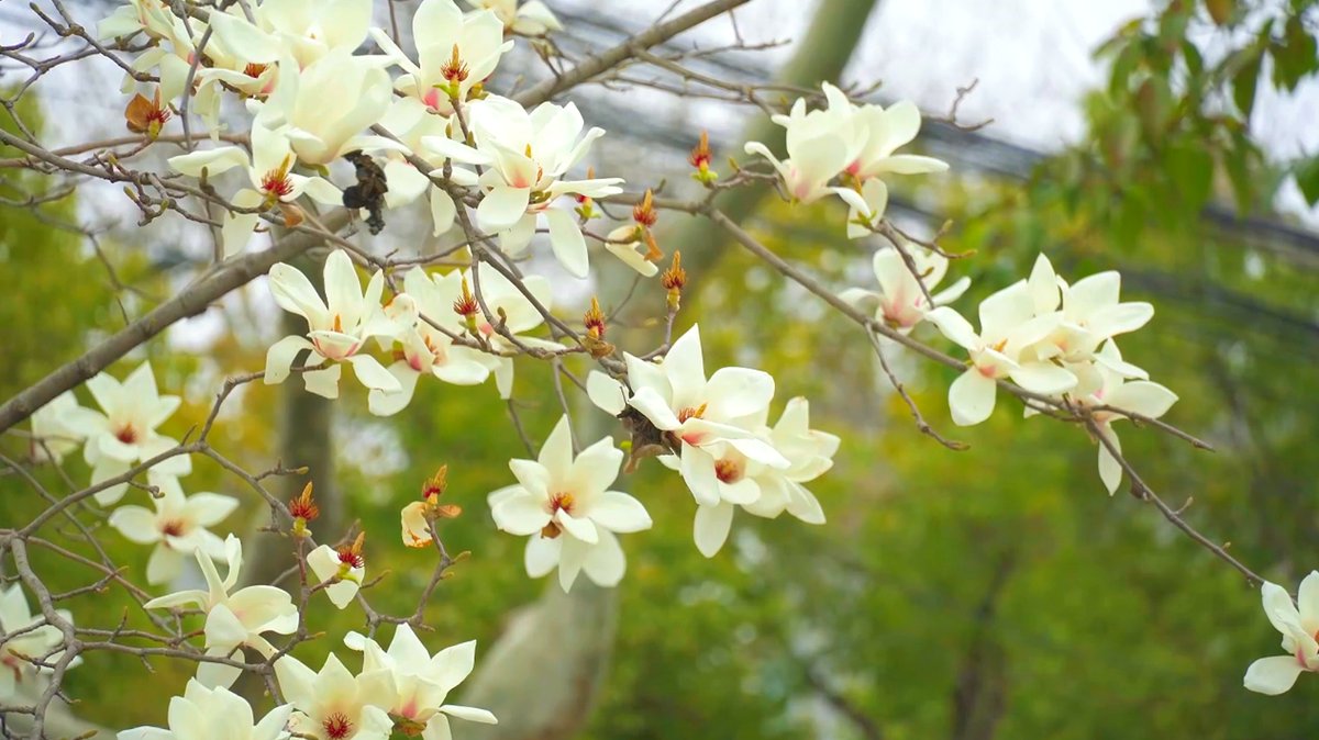 HiGansu's tweet image. 📸🌺In Weiyuan, #Gansu, NW China, magnolias quietly bloom—elegant, tranquil, their delicate fragrance filling the air. The blossoms are silent, yet they tell the spring stories and hopes of this land.#springtime #flowers #PhotographyTips #nature #citylife