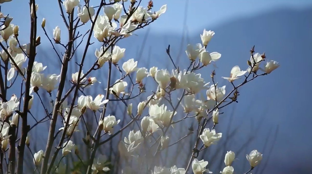 HiGansu's tweet image. 📸🌺In Weiyuan, #Gansu, NW China, magnolias quietly bloom—elegant, tranquil, their delicate fragrance filling the air. The blossoms are silent, yet they tell the spring stories and hopes of this land.#springtime #flowers #PhotographyTips #nature #citylife