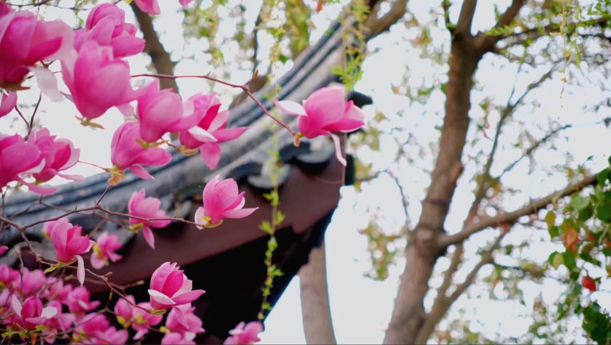 HiGansu's tweet image. 📸🌺In Weiyuan, #Gansu, NW China, magnolias quietly bloom—elegant, tranquil, their delicate fragrance filling the air. The blossoms are silent, yet they tell the spring stories and hopes of this land.#springtime #flowers #PhotographyTips #nature #citylife