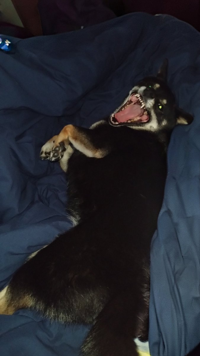 ☆豆柴らいなパパ☆@らいなウィンチェスター＆日々かりファミリー tweet media