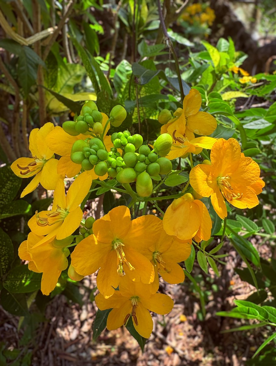 tabimuyan2nd's tweet image. どんな時も花を愛でる
＃flower
#宮古島