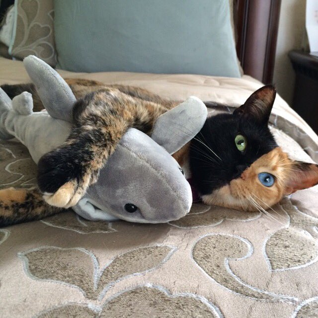 TheTwoFaceCat's tweet photo. When the tables turn.... Sharks are friends, not food... 🦈What other captions do you think would be good?

#sharkweek #pinned #sharktagyoureit #fbf #catsofinstagram https://t.co/gPac8dnZBZ