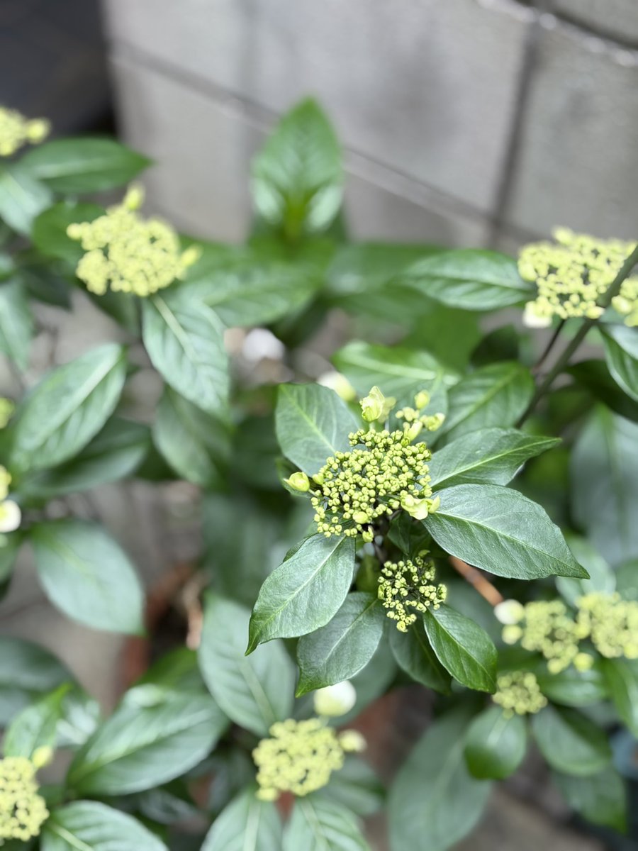 助川 太郎　𝕋𝕒𝕣𝕠 𝕊𝕦𝕜𝕖𝕘𝕒𝕨𝕒 tweet media