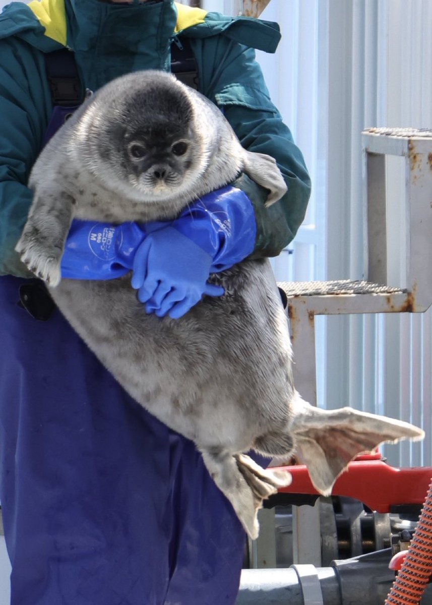 Herbuurna 🦭🇵🇷 tweet media