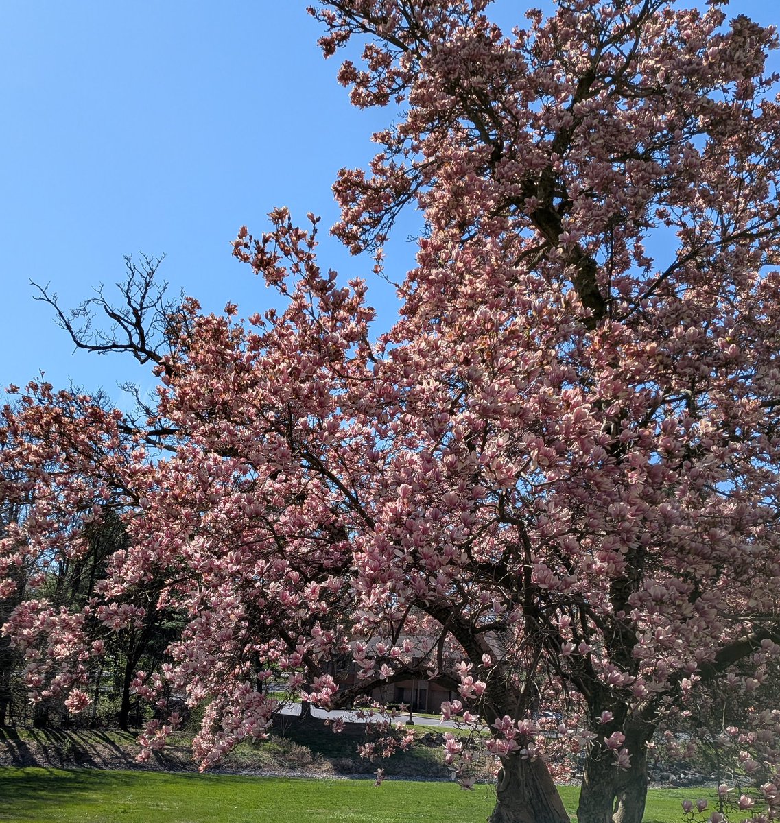 clobyy1's tweet photo. April 14th｡⁠*ﾟ⁠+

965 cal total, 79g protein, only 5.5k steps on my app BUT that's not counting my three hours of dance tech 😋

One day binge free! https://t.co/BuqdYfAotm