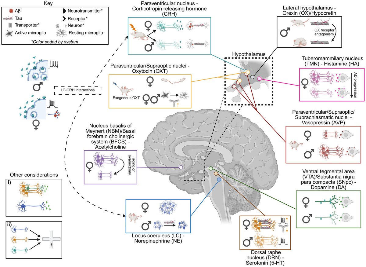 Neuromodulatory Subcortical Systems PIA tweet media
