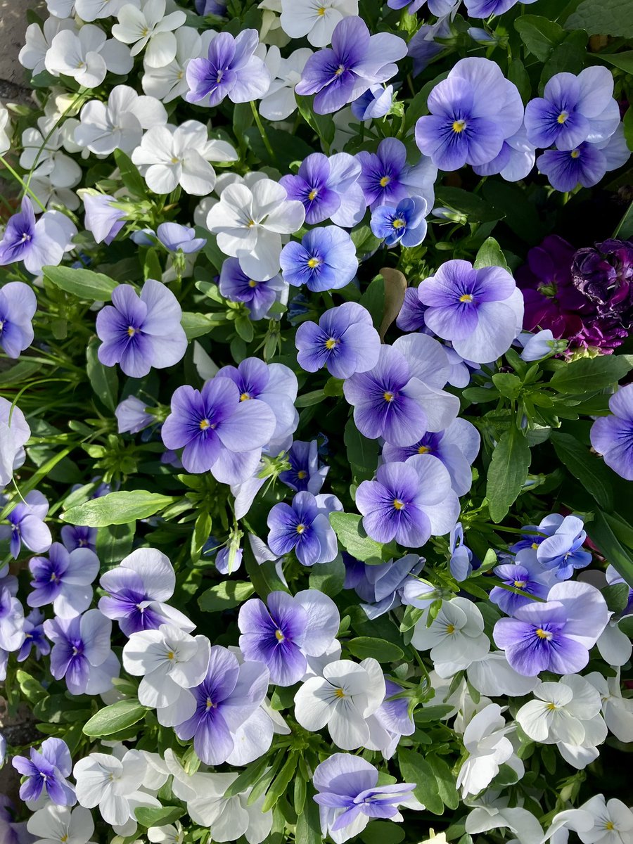 jukkkie's tweet image. Viola flowers for today
🤍💜🤍💜💛
😘😽🌼🌼🌼🌼✨✨
#Flowers #Viola #April2026