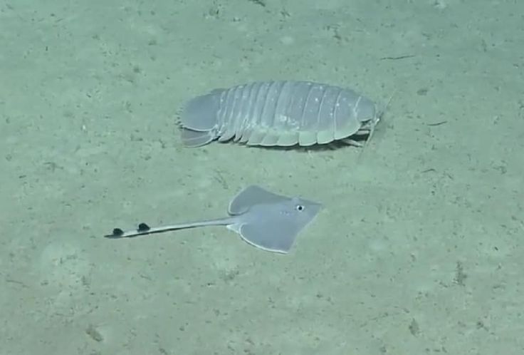 ⚓🐛io tweet media