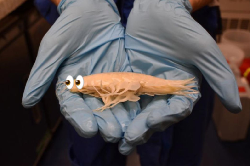 i0lanthe_'s tweet image. #deepseatwt i cant stop.