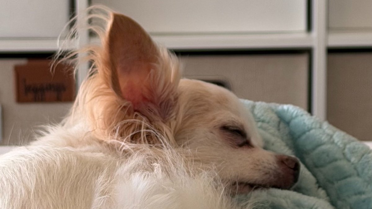 Stella X tweet media