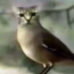 genesis ♧ tweet media