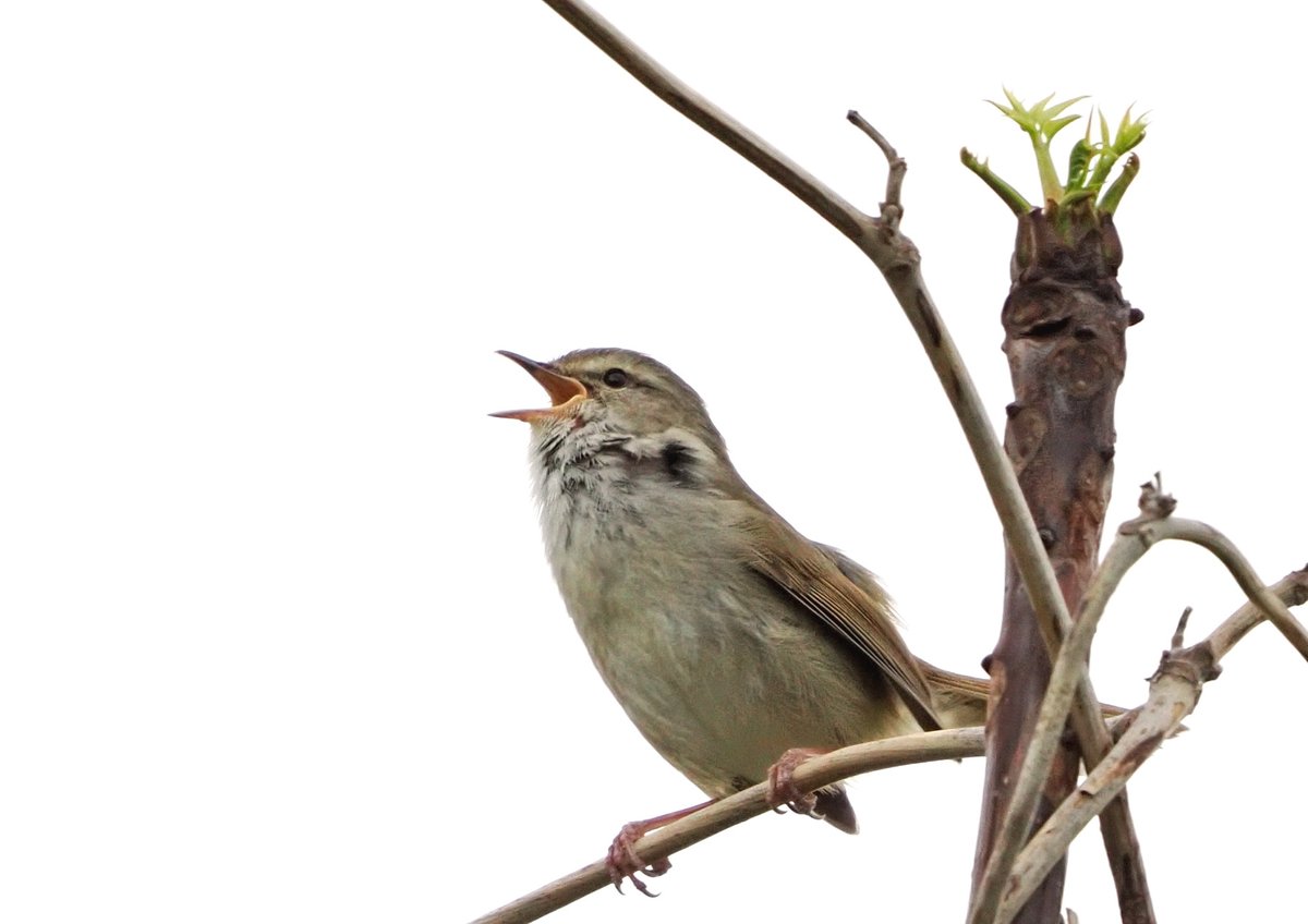 uraniwa4001's tweet image. ご近所の鳥さん。#ウグイス です。
「法。法華経」との聞きなしは江戸期から。
もっと昔は「ウゝクイ」だったそうで。異名を名鳴鳥(ﾅｦﾅｸﾄﾘ)。
「心から花のしづくにそほちつゝ/憂(ｳ)く干(ﾋ)ず(=ｳｸﾞｲｽ)とのみ鳥の鳴くらむ」藤原敏行『古今和歌集』巻第十・422
4/12 5:50撮影。
#野鳥 #OM1