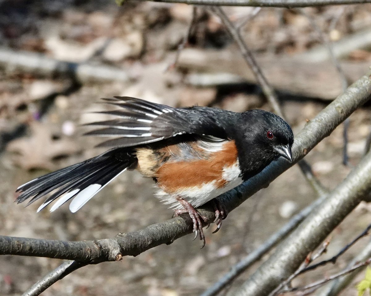gigpalileo's tweet image. Eastern Towhee
This afternoon in the  @CentralParkNYC 
Ramble
#birdcpp
#birdwatching 
#birding