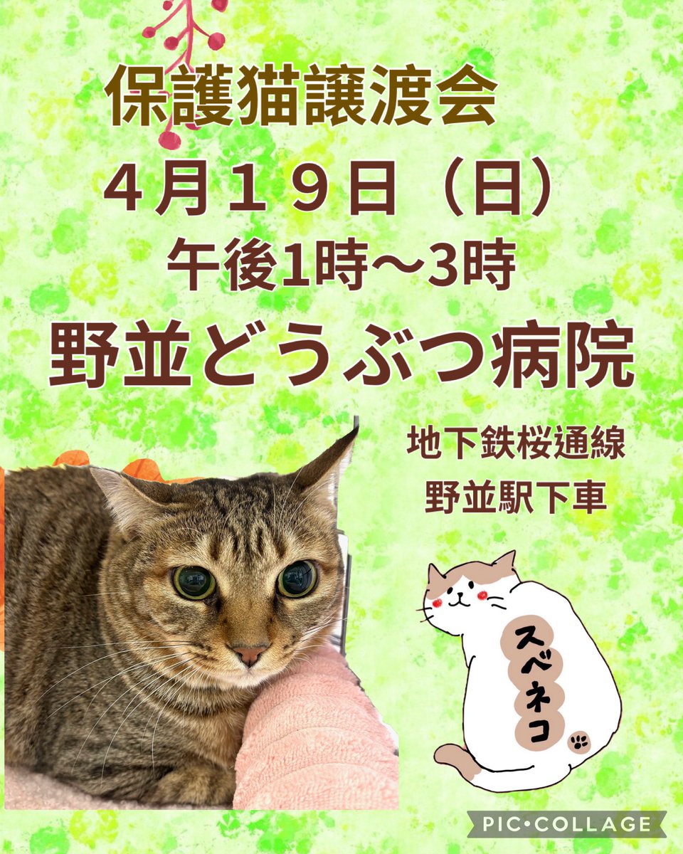 subeneko5656's tweet photo. #拡散希望

保護猫讓渡会

4月19日（日）
午後1時～3時
天白区　野並どうぶつ病院
天白区野並3丁目484
地下鉄桜通線野並駅下車徒歩5分
※Pあり （病院正面・横）

かわいいにゃんこ達がお待ちしております🐾

#保護猫譲渡会
#ねこ好きさんと繋がりたい
#愛知県名古屋市
#里親募集猫 https://t.co/p46iFCDovN