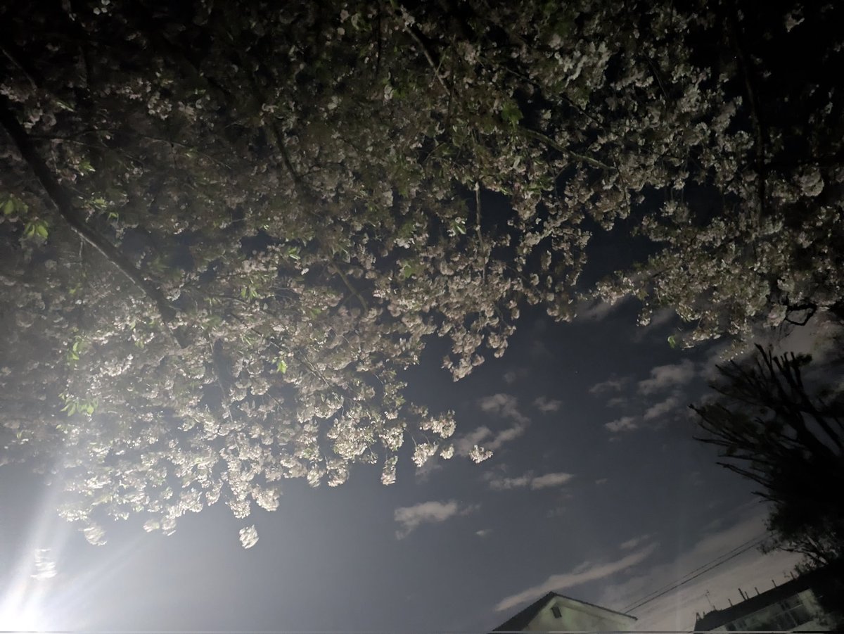 Hikarru8's tweet image. 葉桜で 今年は
#keiji
作ったよ🌸
次の日、見に行ったら
もうなくなってたけど笑
 #nectar 
は春な歌な感じがする🍡🍃
同じ体温で眠りたいんだ
アパートの隅で溶けてゆく身体
スマホより見ろ俺の目
って歌詞が好き
さぁいきますか
 #葉桜
 #keiji
@kkjp__