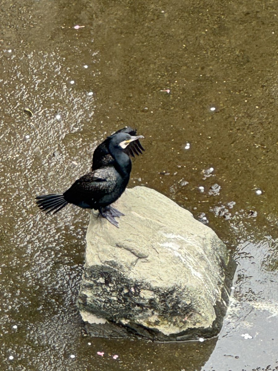 okinahimeji's tweet photo. ビジネスコート横を流れる目黒川にはサギがいます。コートの中は知りませんが。もうひと方はウです。濡れ衣着せられたとばかりに羽を乾かしています。 https://t.co/TVBHpUYTj9