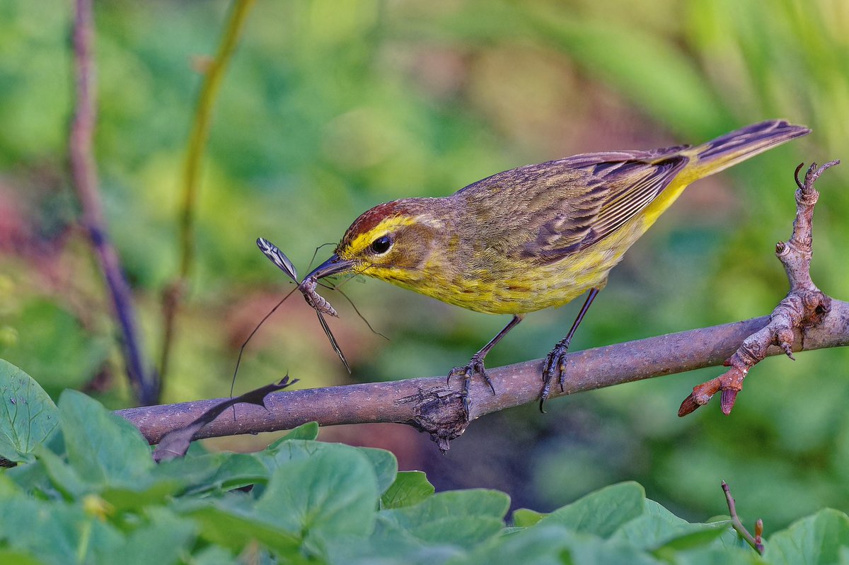 EJ Bartolazo tweet media