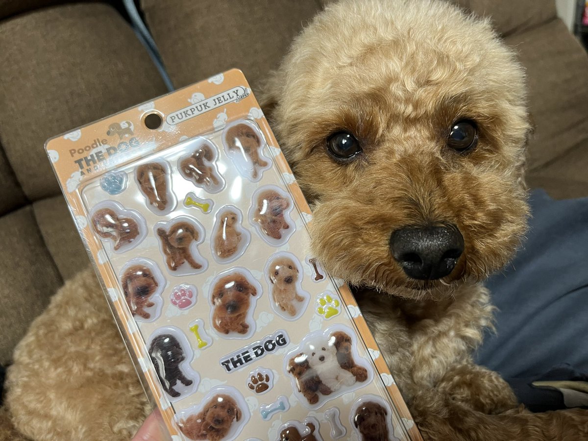 なんて可愛いんでしょう😆
プードルのシールなんて買っちゃいます。