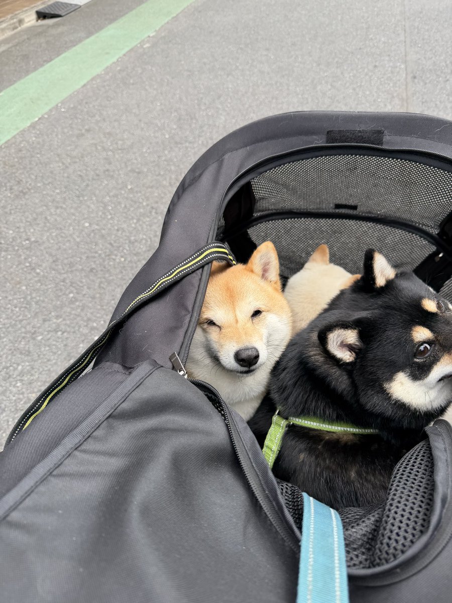 豆柴ポン太と白豆ソル黒豆れん tweet media