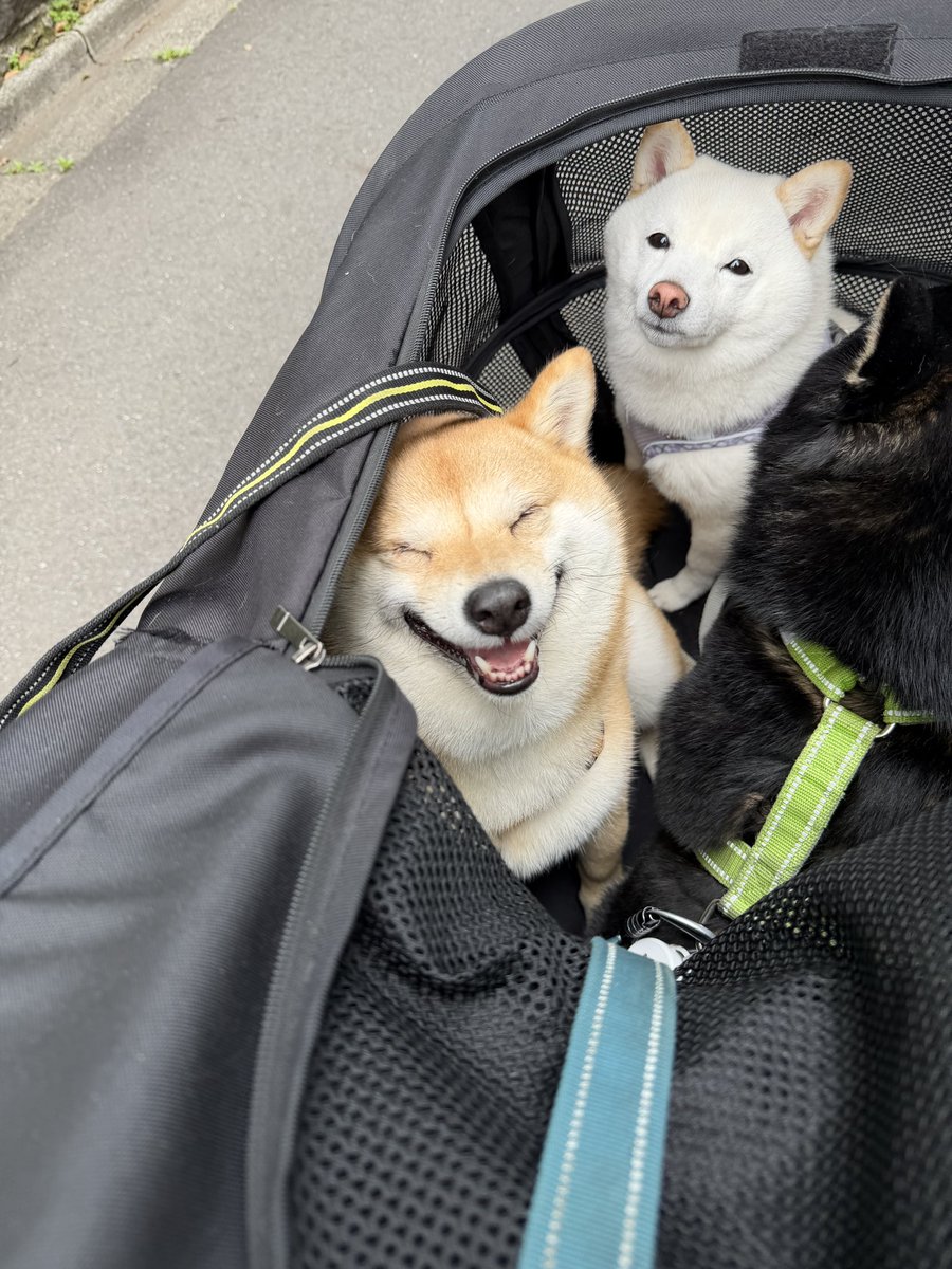 豆柴ポン太と白豆ソル黒豆れん tweet media