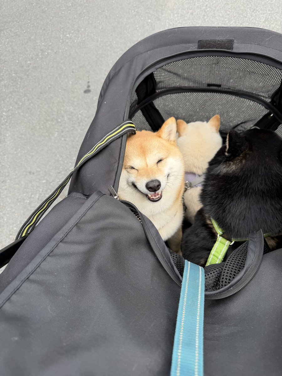 豆柴ポン太と白豆ソル黒豆れん tweet media