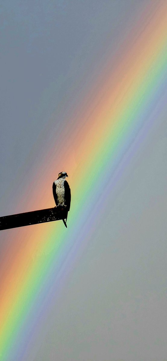 Matt Whitman⚡ tweet media