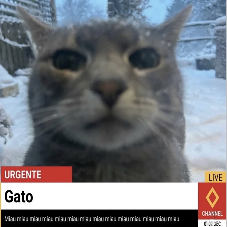 Robin_Femxican's tweet photo. @RequireTye Para contrarrestar la mamada que vieron: un gato https://t.co/KlwyfYUCld