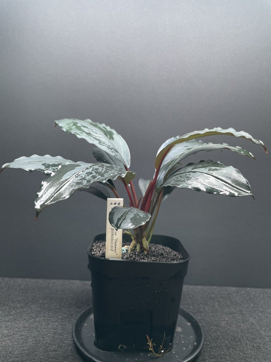 BuceRoom tweet media