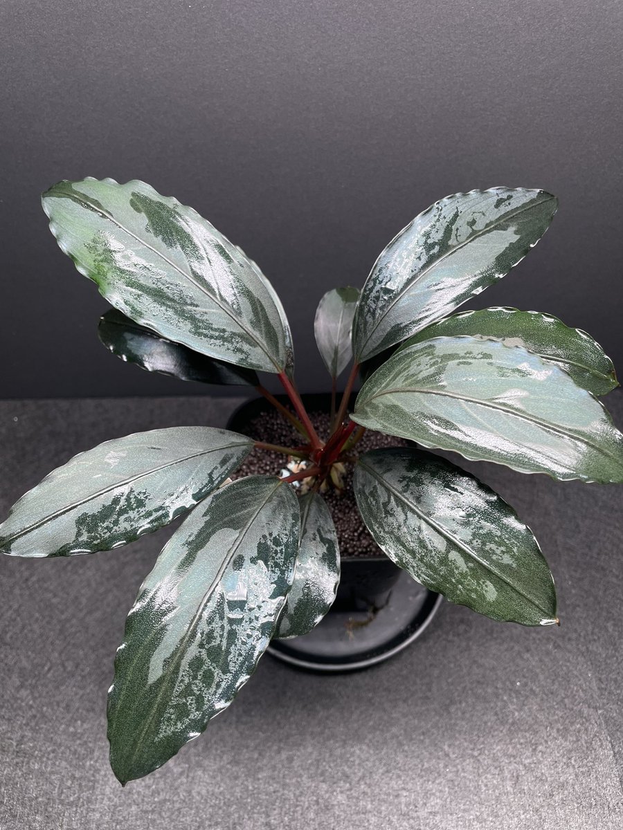 BuceRoom tweet media