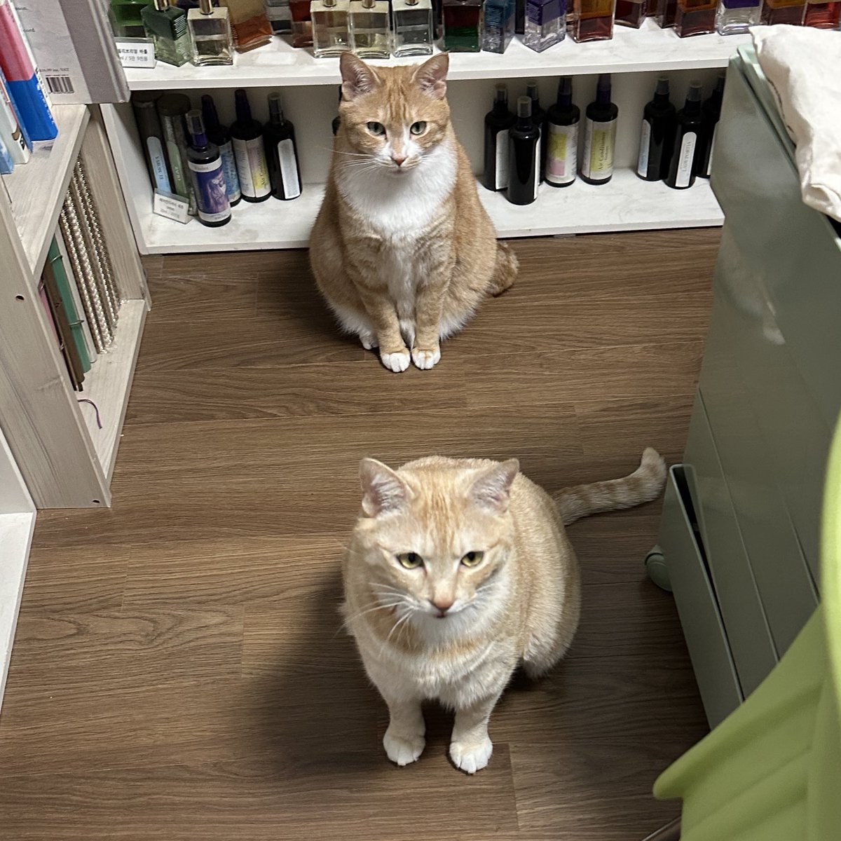 모모코코또또 tweet media