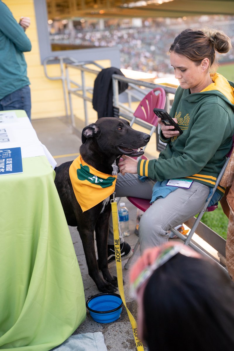 Athletics tweet media