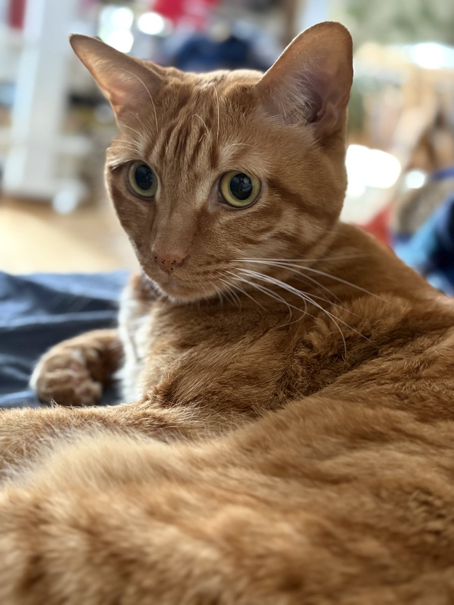 おむぎちゃん tweet media