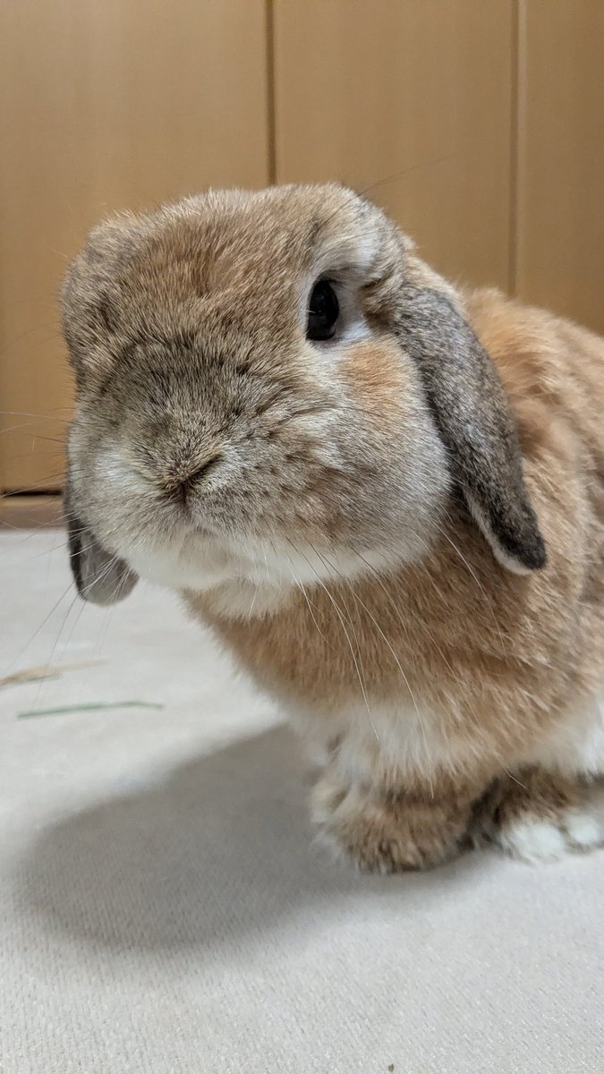 ヒロヤマ(けんた🐰) tweet media