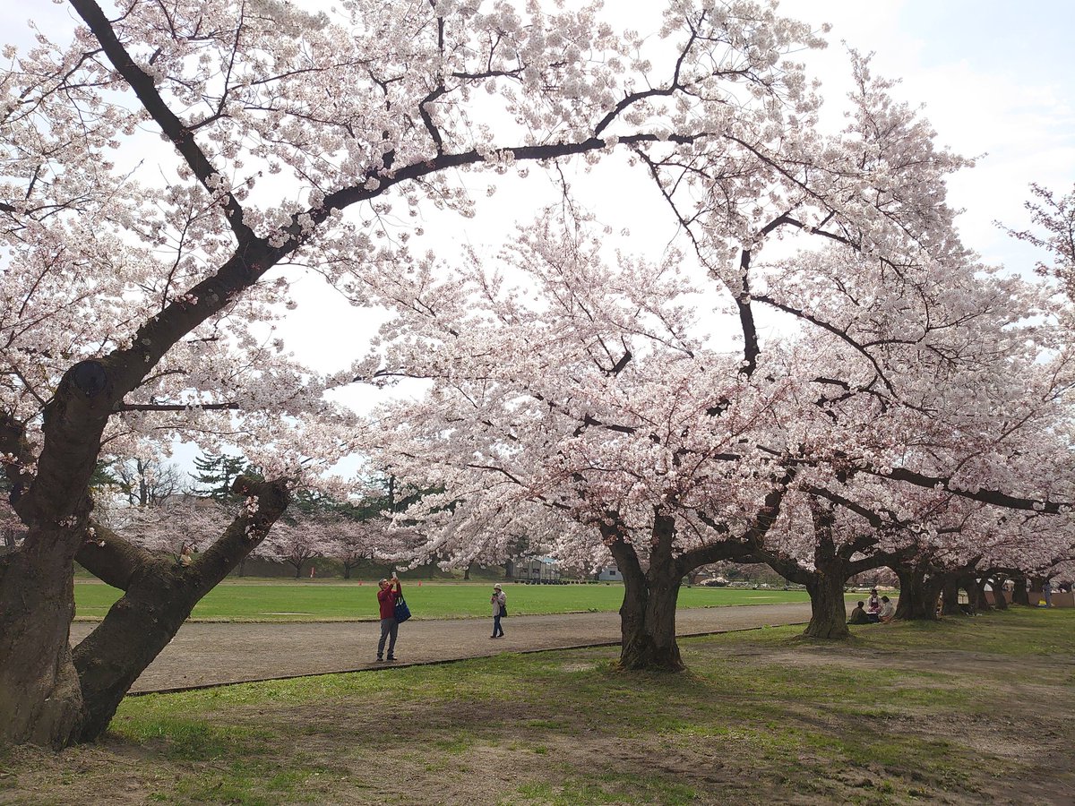 でん吉 tweet media