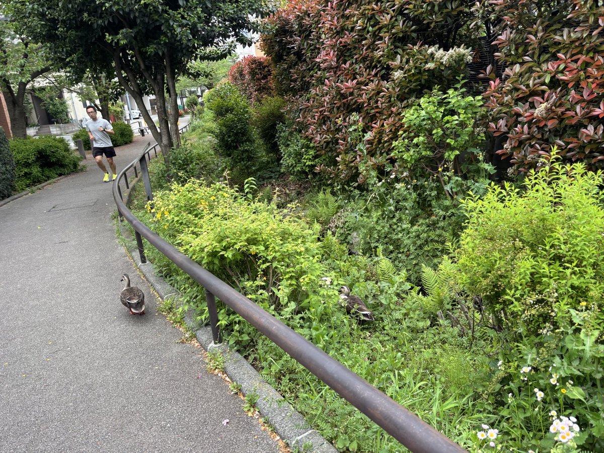 ペピねえたん tweet media