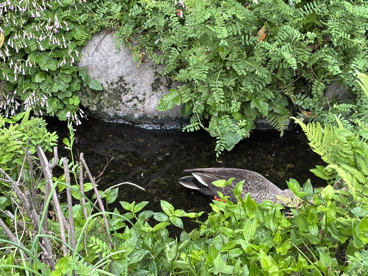 ペピねえたん tweet media