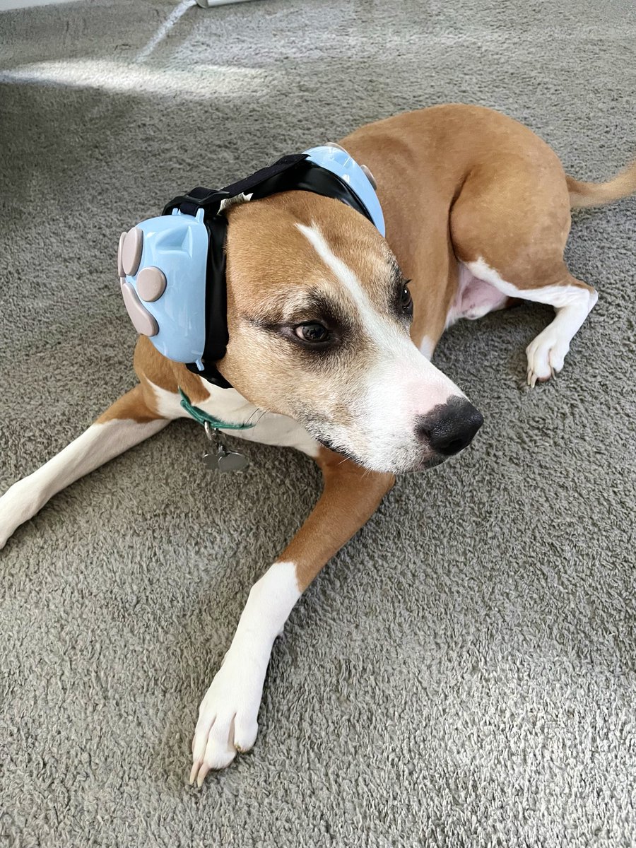 Bought Bandit ear protection to help him through storms and fireworks…

Now he’s laying here like he’s backstage at a <a href="/Metallica/">Metallica</a> concert waiting for his cue.

Roadie era unlocked. 🐶🎧

#Metallica #DogsofX #FireworksReady #StormSeason #GoodBoy #TourLife