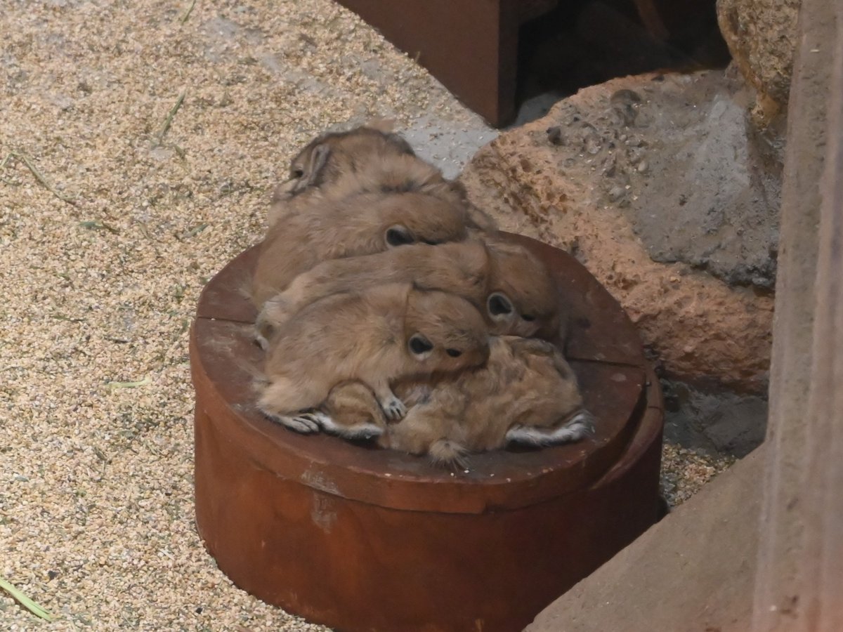 足立区生物園 tweet media