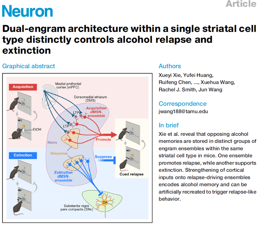 jwang311's tweet photo. Excited to share our new paper in Neuron.

We show that opposing alcohol memories are stored in distinct engram ensembles within the same striatal cell type (dMSNs): one promotes relapse, while another supports extinction. We further identify persistent corticostriatal potentiation as a key substrate of relapse memory.

https://t.co/EpH1Gh1C8i
