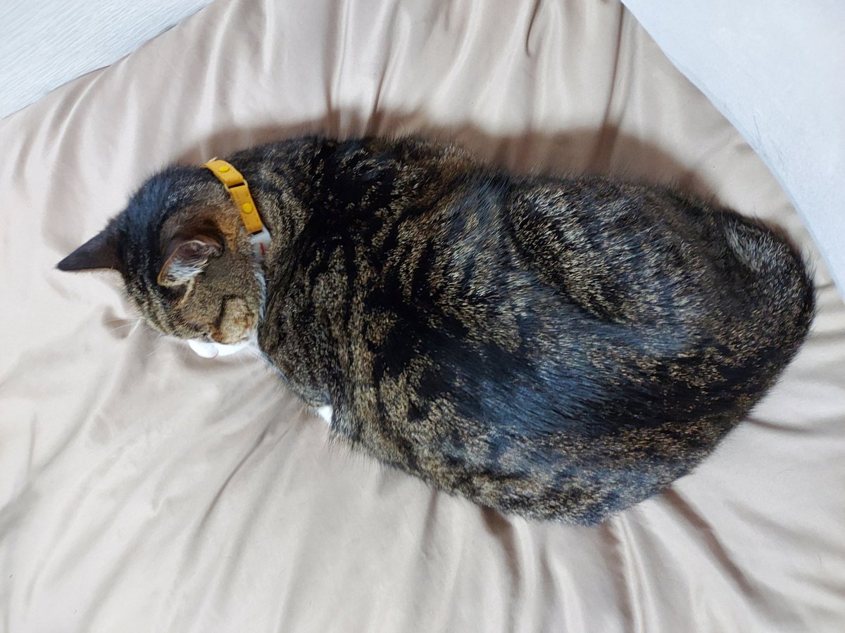 ちくまサラ(書籍発売中) tweet media