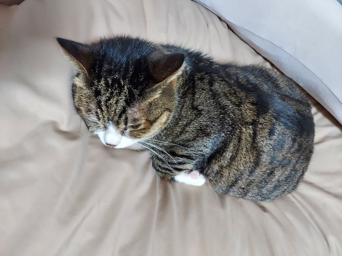 ちくまサラ(書籍発売中) tweet media