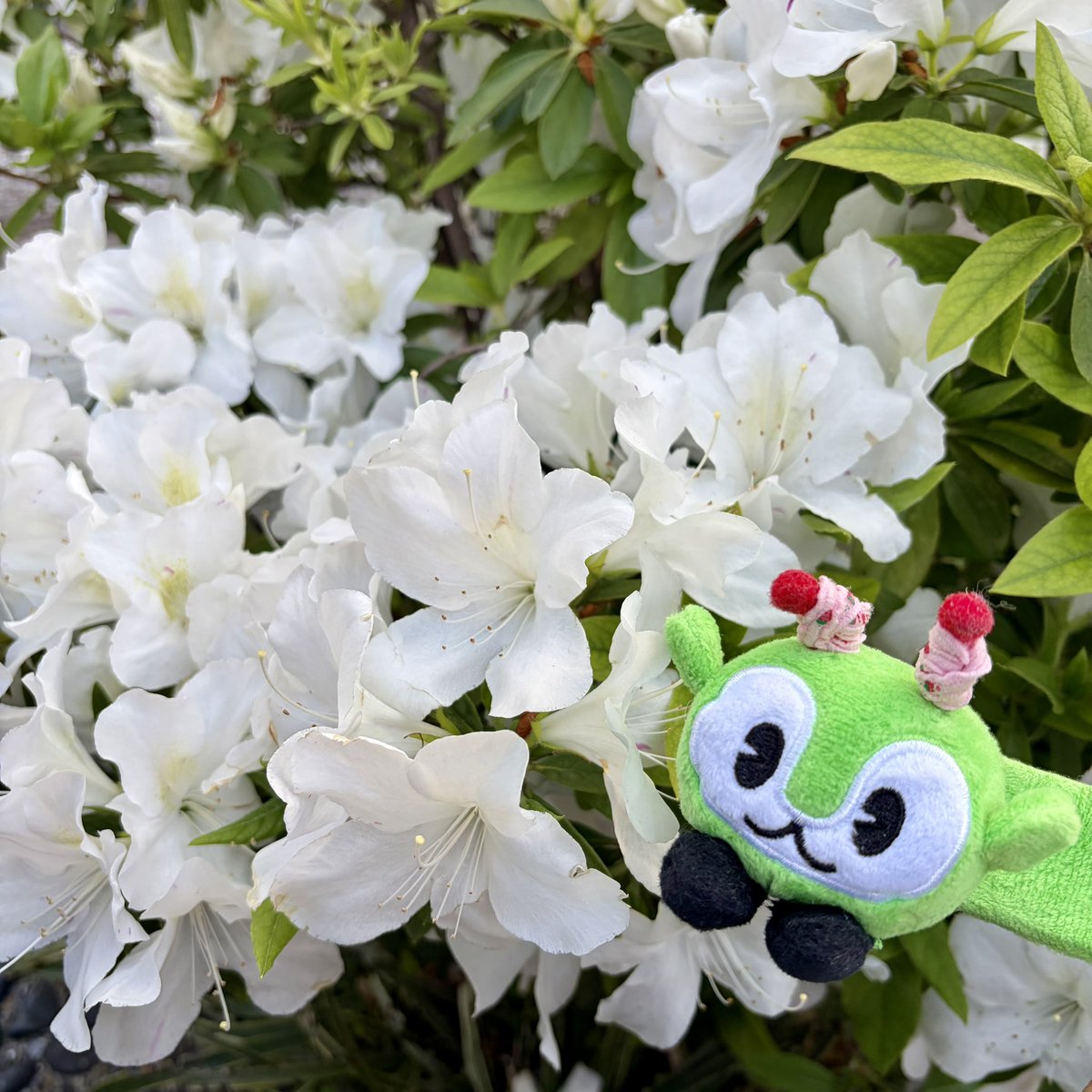 み~~~~~ん💐