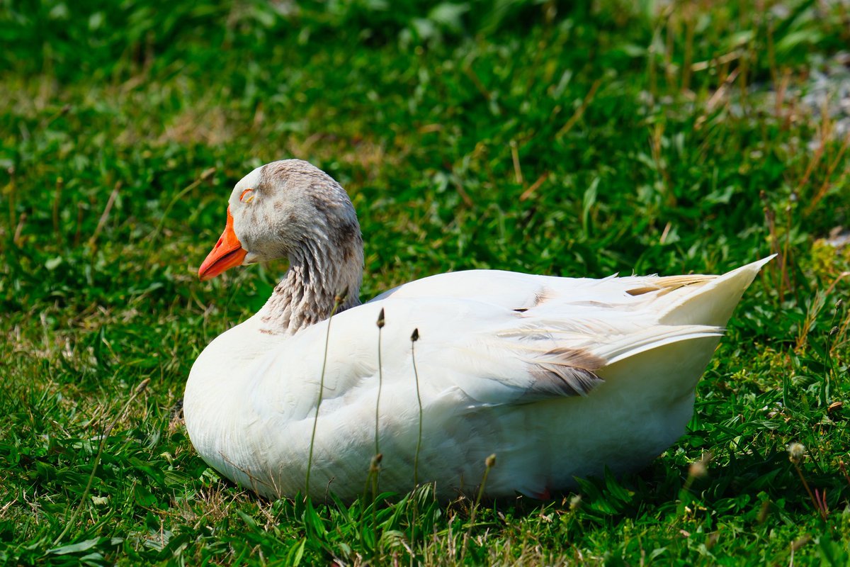 Little guy I almost didn’t see and some greylag geese having a nap today. #fujifilm #fujifilm_xseries