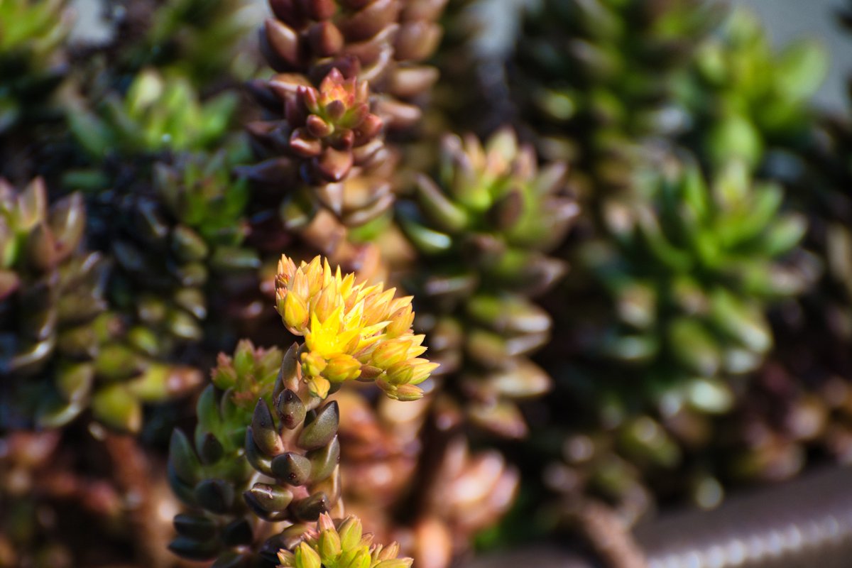 Young1Richard's tweet photo. Jelly Bean (Sedum rubrotinctum) feeling the Spring! https://t.co/CoFszrBhre