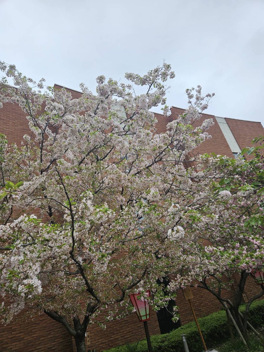 森脇健児のぶっとび水曜日 tweet media