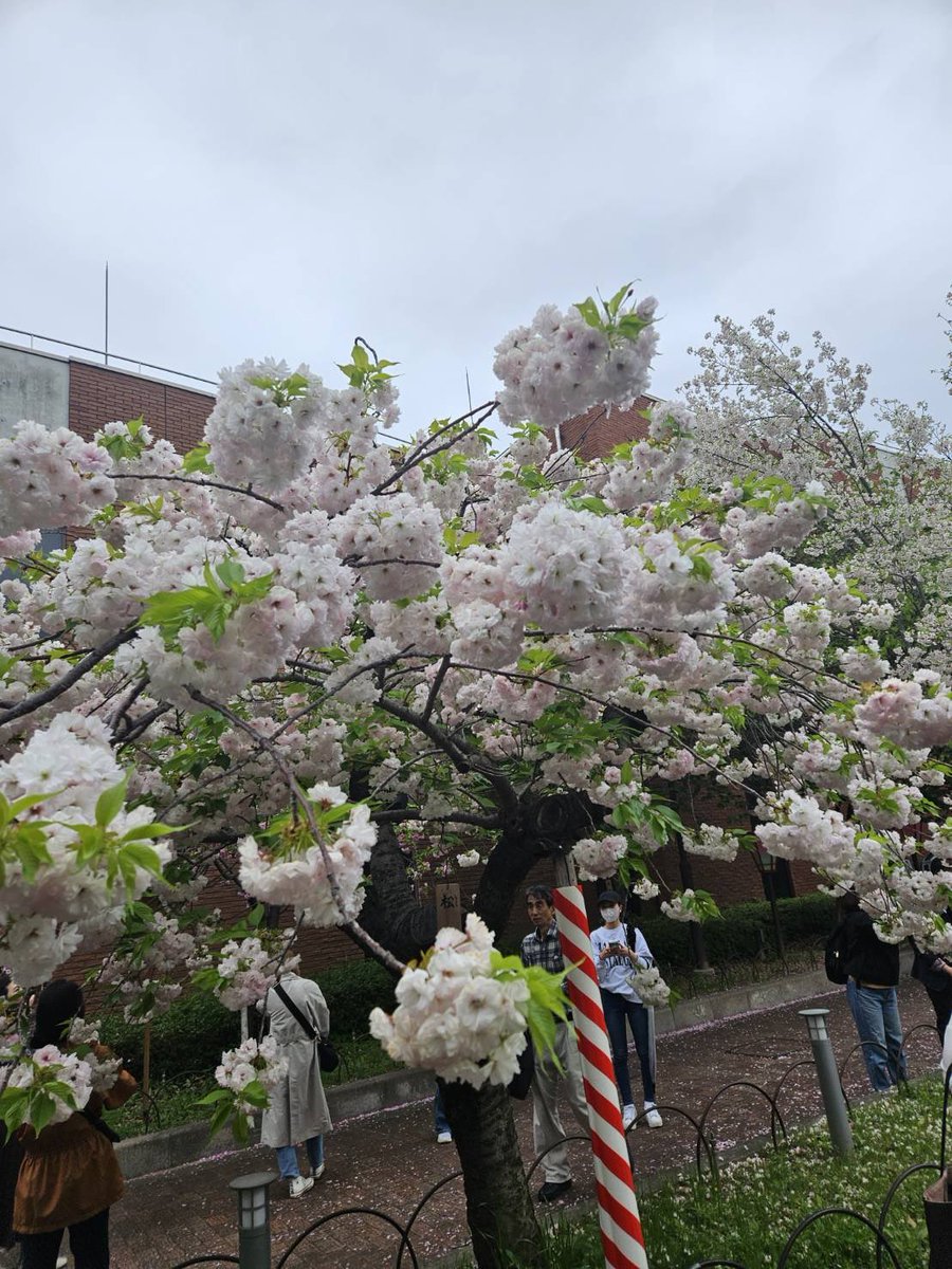森脇健児のぶっとび水曜日 tweet media